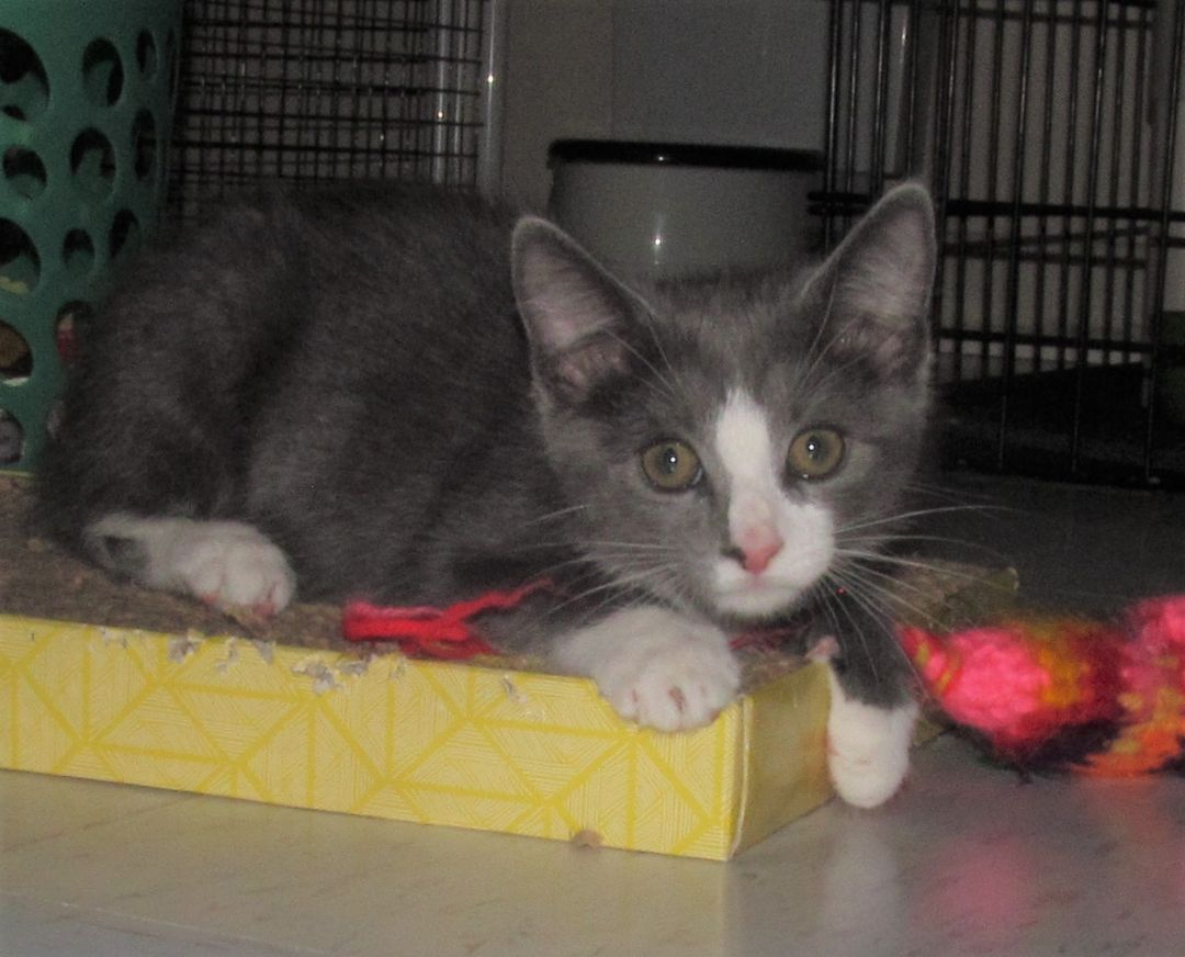 BONSAI, a Adoptable Domestic Short Hair in Crystal River, FL image 3/6