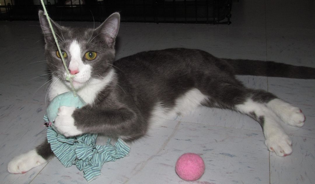BONSAI, a Adoptable Domestic Short Hair in Crystal River, FL image 4/6