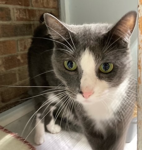 BONSAI, Adoptable, Adult Female Domestic Short Hair.