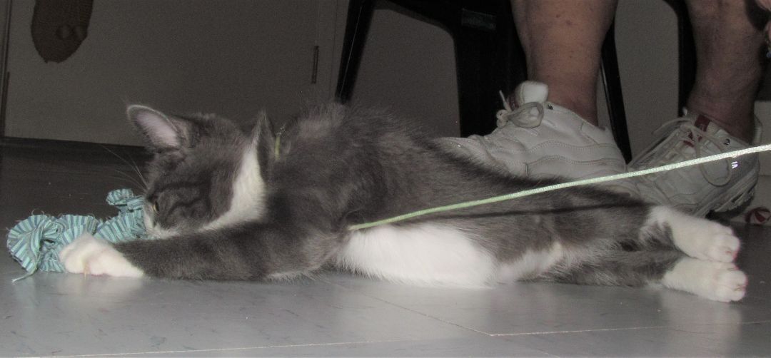 BONSAI, a Adoptable Domestic Short Hair in Crystal River, FL image 6/6