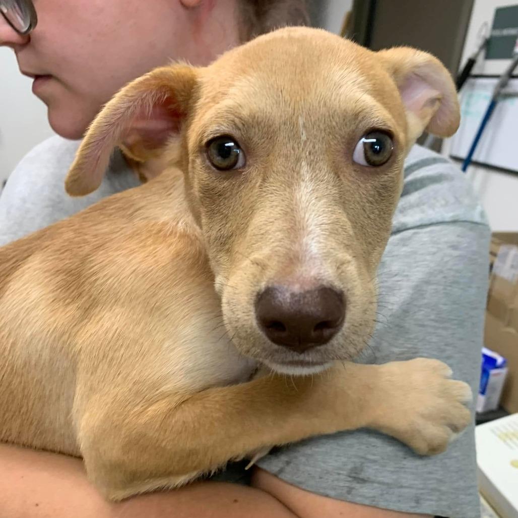 Enlarge Leonard, a Adoptable mixed breed in Hattiesburg, MS image 1/1
