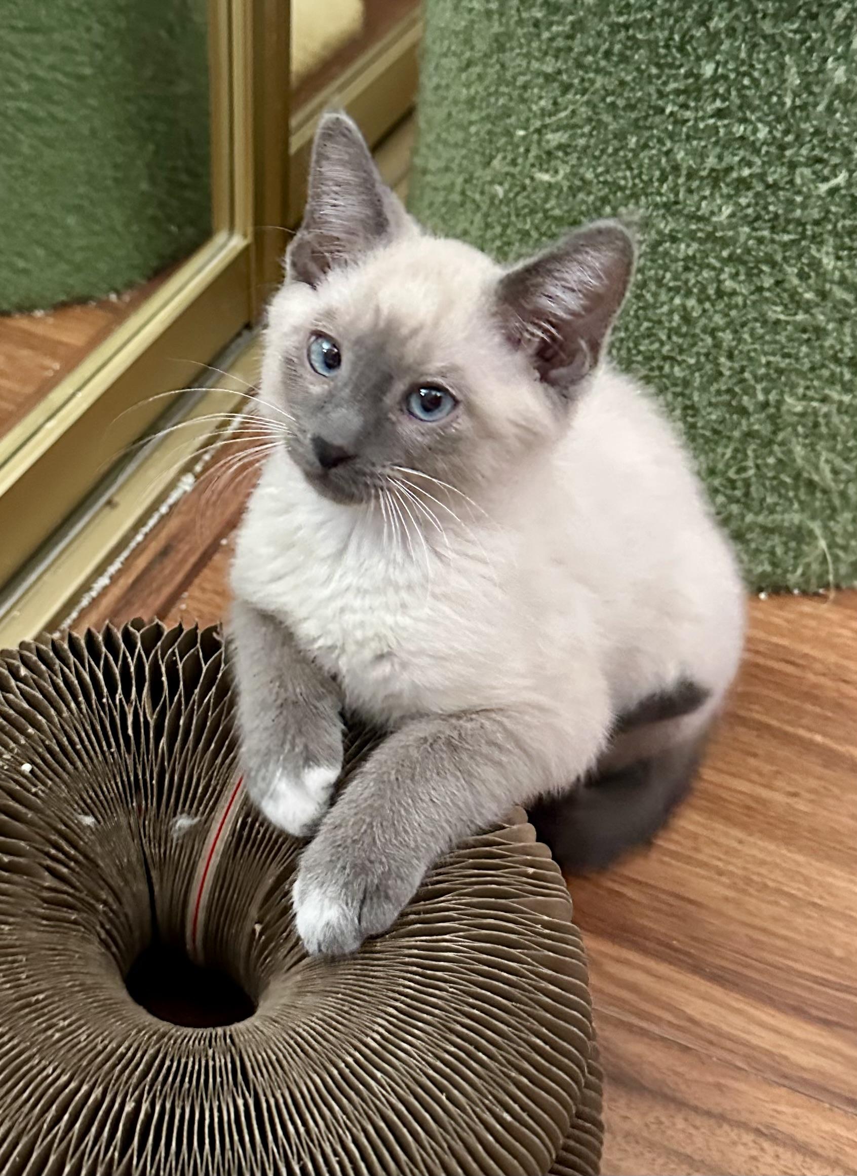 Milo, adopted, Kitten Male Siamese.