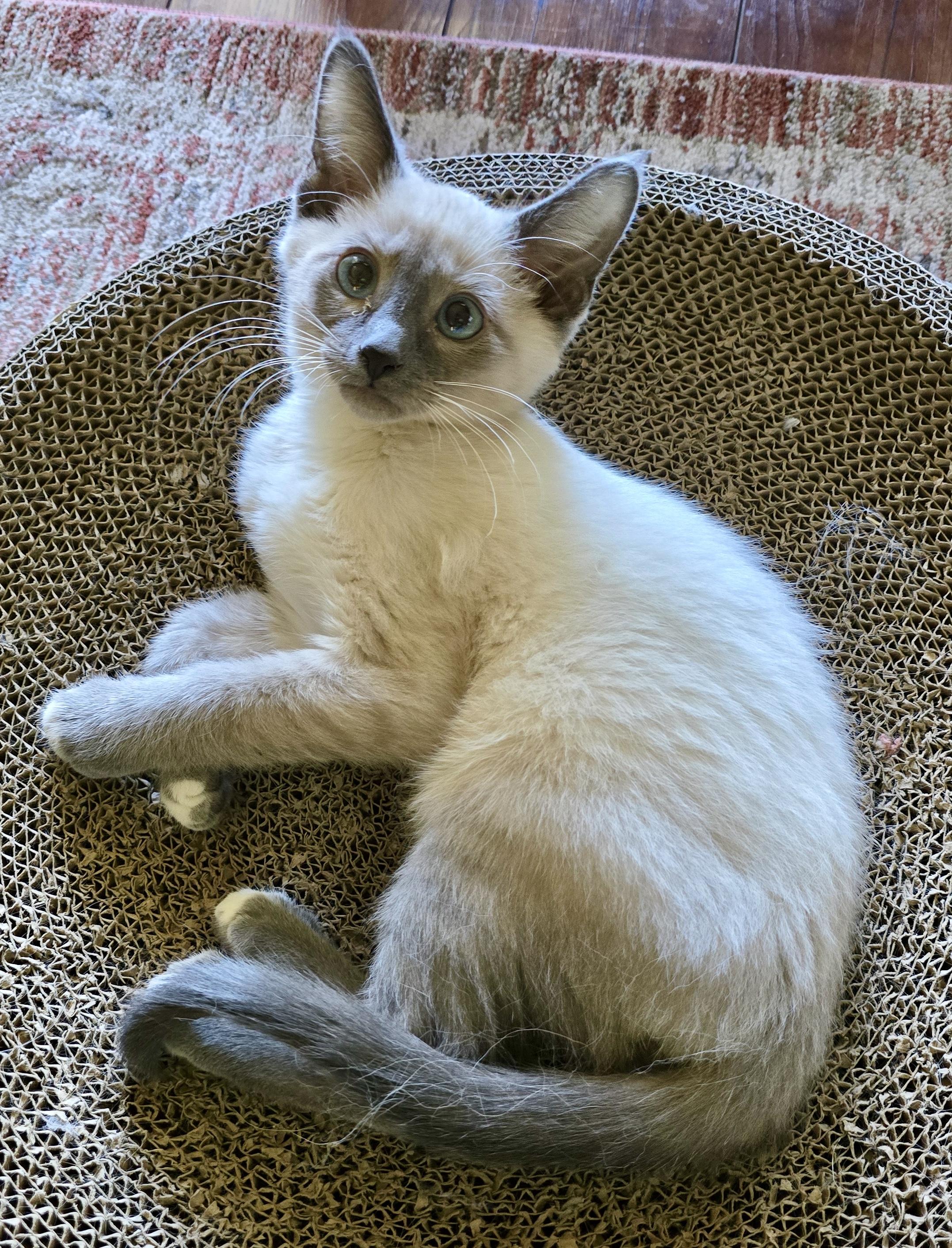 Enlarge Milo, an adopted mixed breed in Davis, CA image 2/3