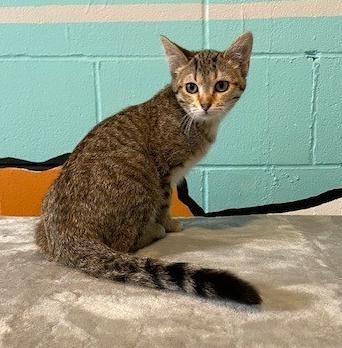 Cinnamon, adoptable, Kitten Female Domestic Short Hair.