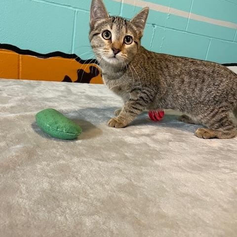 Cinnamon, an adoptable Domestic Short Hair in Red Wing, MN image 2/2