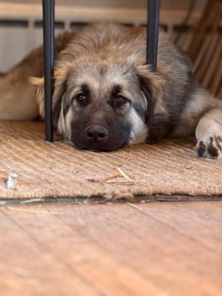 Enlarge Aiden, a Adopted mixed breed in Denver, CO image 1/6