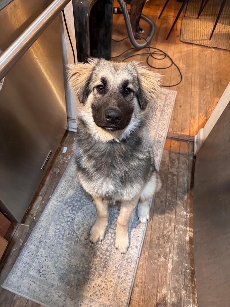 Enlarge Aiden, a Adopted mixed breed in Denver, CO image 2/6