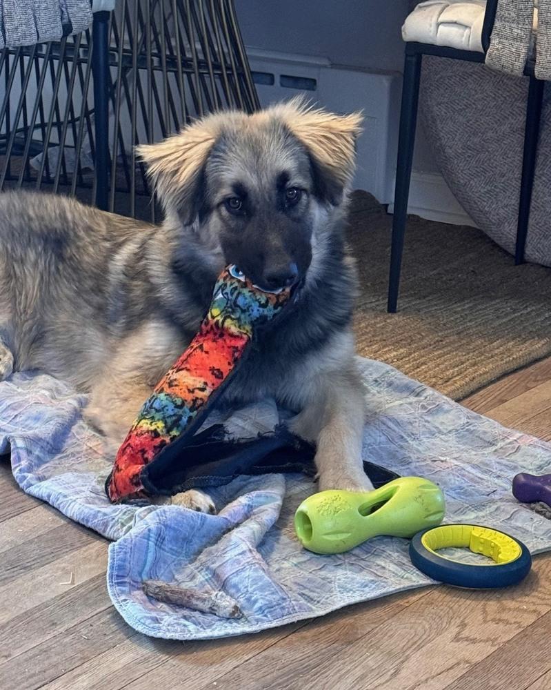Aiden, Adopted, Puppy Male Great Pyrenees & Mixed Breed.