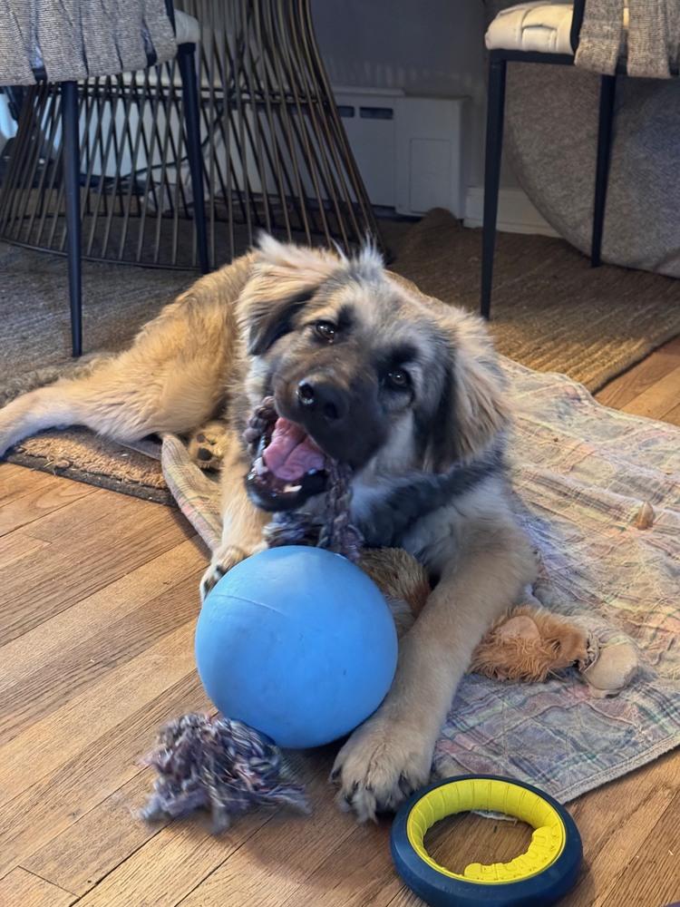 Enlarge Aiden, a Adopted mixed breed in Denver, CO image 4/6