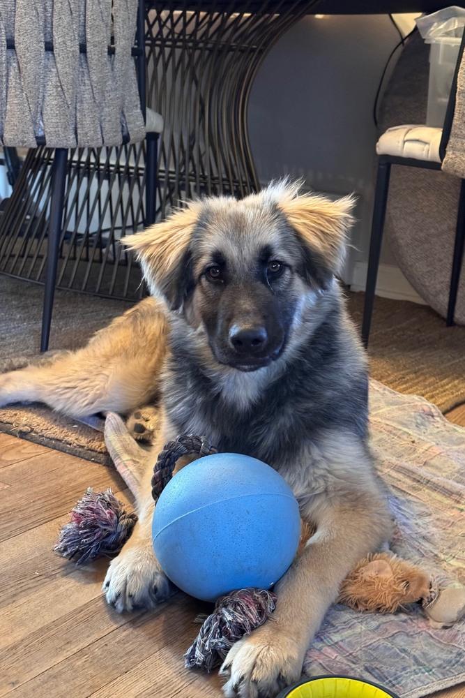 Enlarge Aiden, a Adopted mixed breed in Denver, CO image 5/6