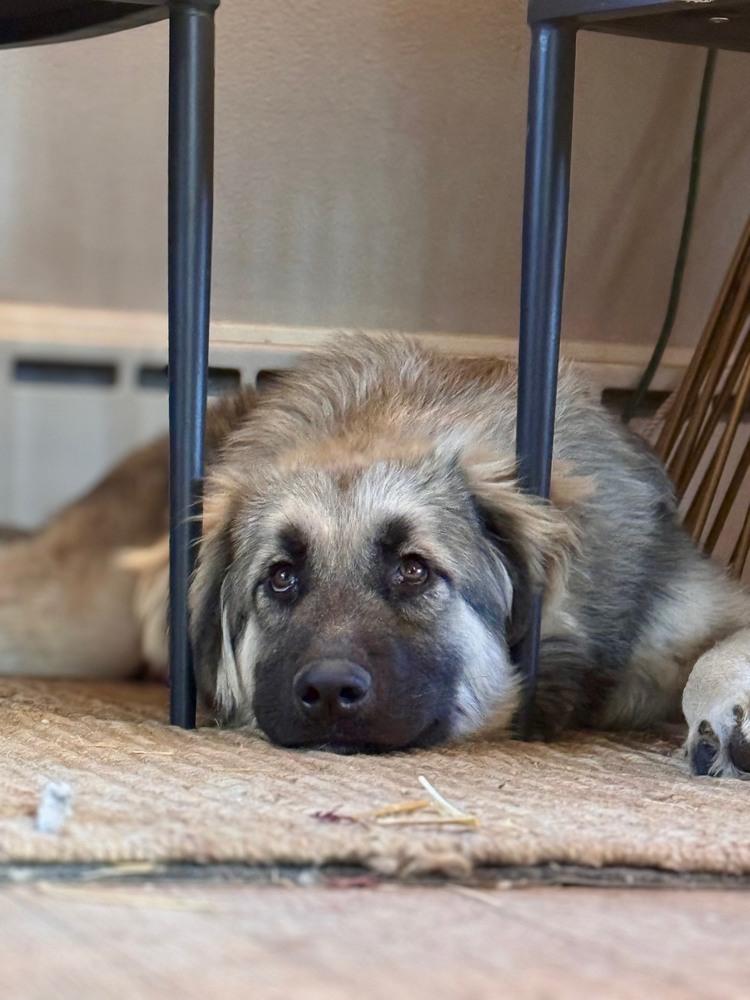 Enlarge Aiden, a Adopted mixed breed in Denver, CO image 6/6