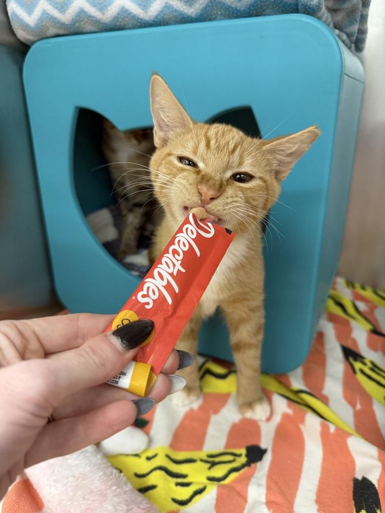 Squeaker, Adoptable, Kitten Male Domestic Short Hair.
