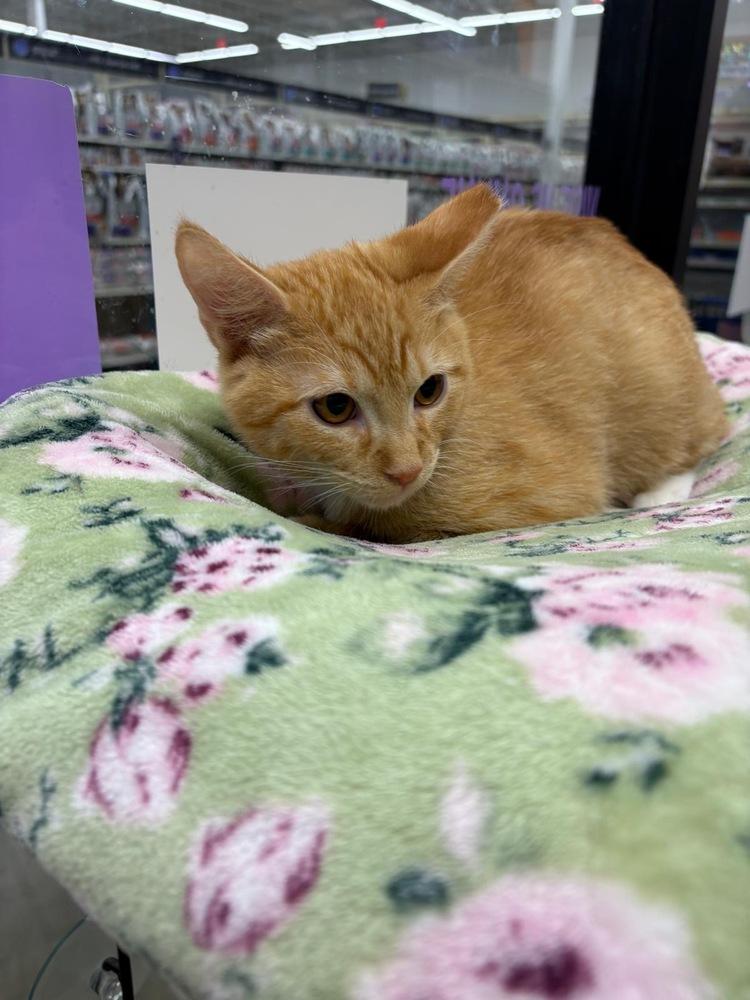 Enlarge Squeaker, a Adoptable Domestic Short Hair in Orlando, FL image 2/6