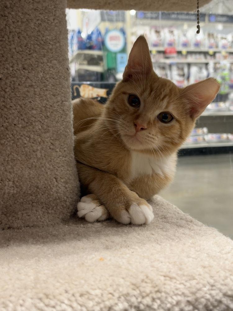 Enlarge Squeaker, a Adoptable Domestic Short Hair in Orlando, FL image 3/6