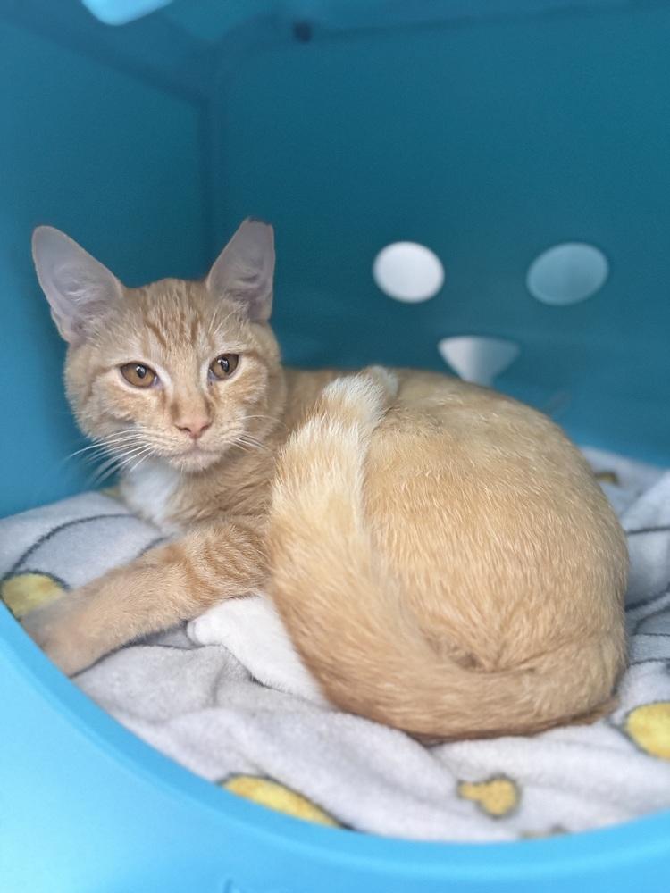 Enlarge Squeaker, a Adoptable Domestic Short Hair in Orlando, FL image 4/6