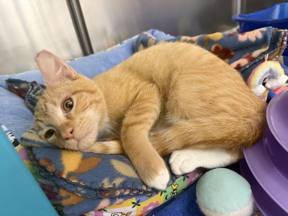 Enlarge Squeaker, a Adoptable Domestic Short Hair in Orlando, FL image 5/6