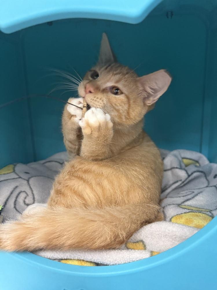 Enlarge Squeaker, a Adoptable Domestic Short Hair in Orlando, FL image 6/6