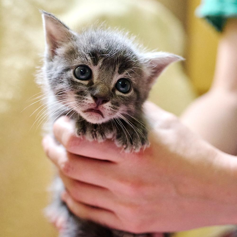 Enlarge Peach, a ADOPTABLE Domestic Short Hair in Floyd, VA image 1/2