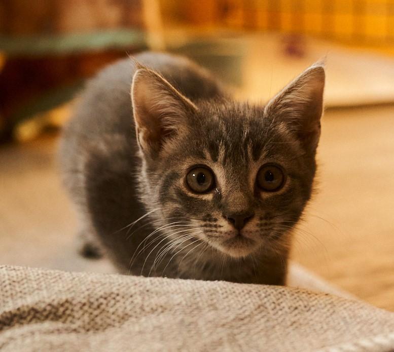 Peach, a ADOPTABLE Domestic Short Hair in Floyd, VA image 2/4