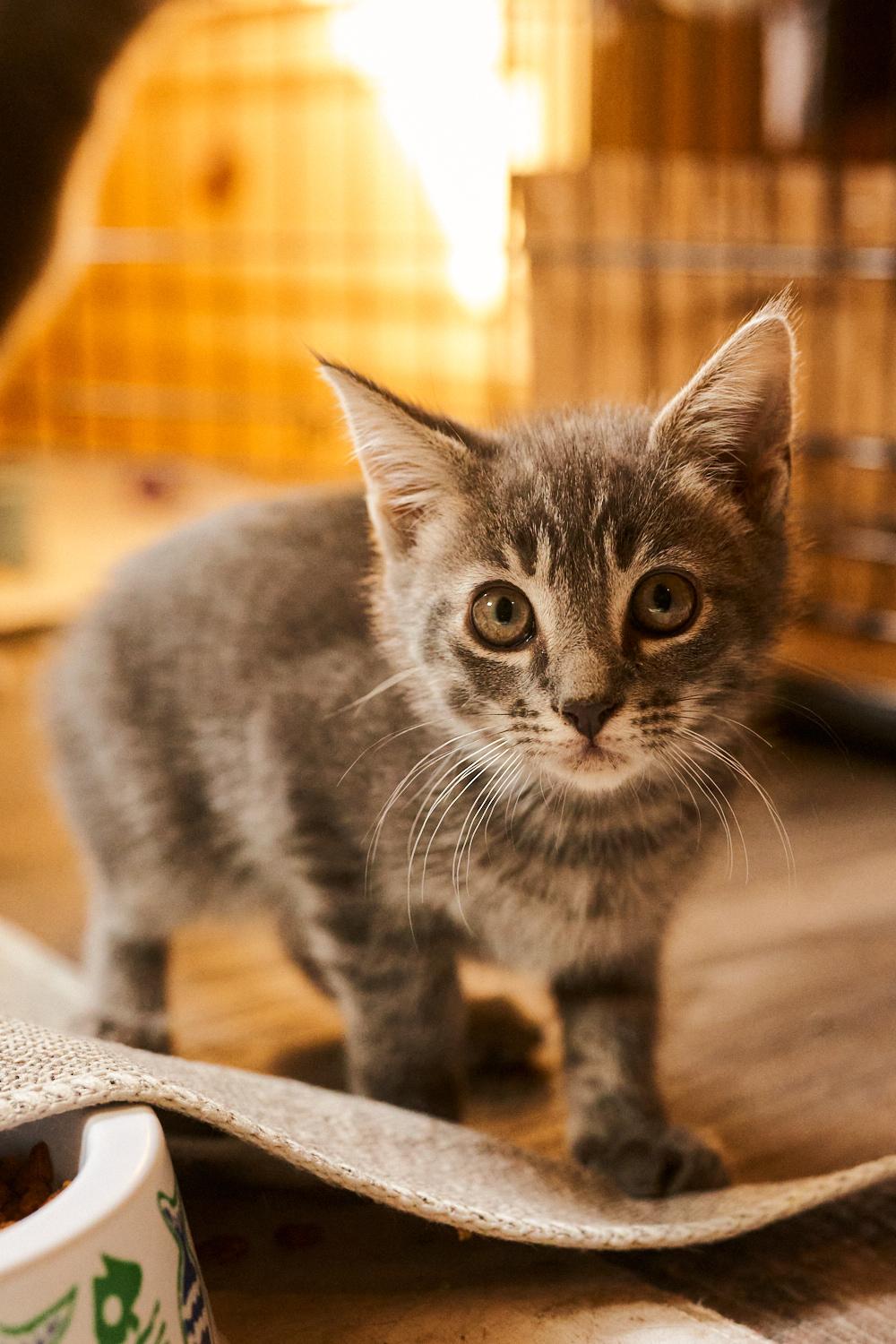 Peach, ADOPTABLE, Kitten Male Domestic Short Hair.