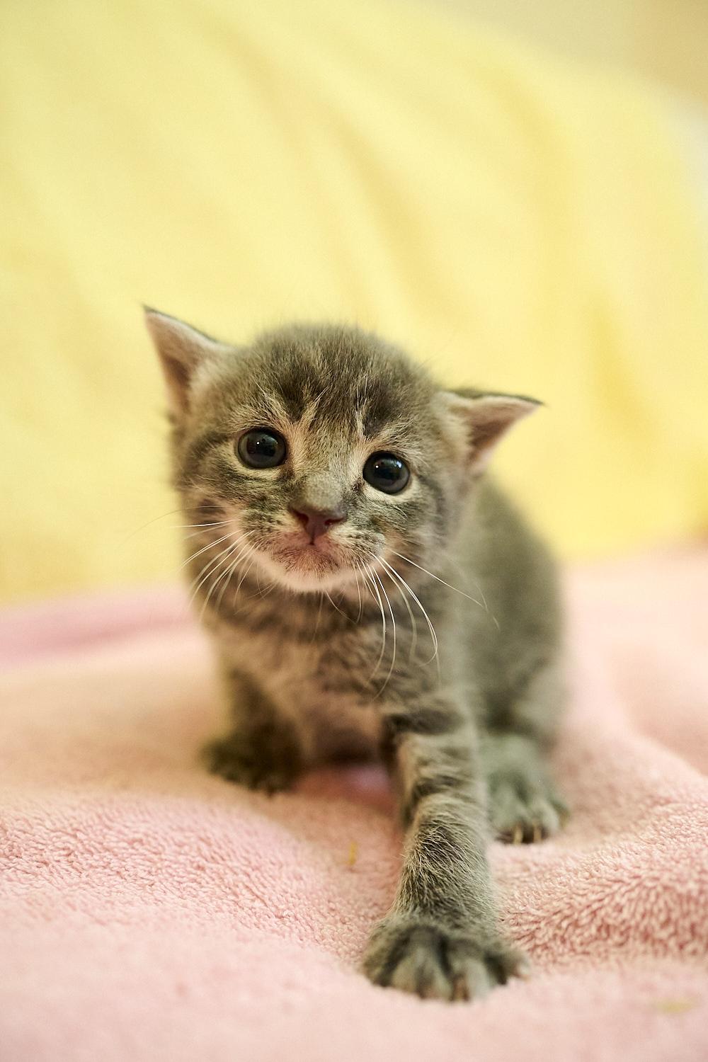 Enlarge Peach, a ADOPTABLE Domestic Short Hair in Floyd, VA image 2/2