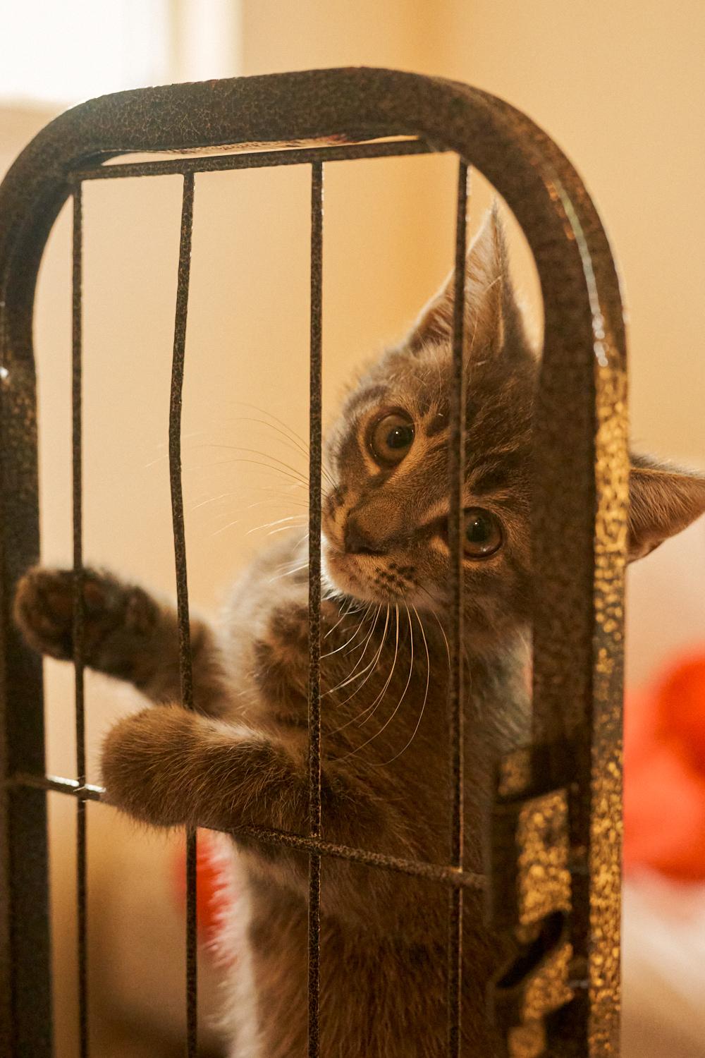 Peach, a ADOPTABLE Domestic Short Hair in Floyd, VA image 3/4