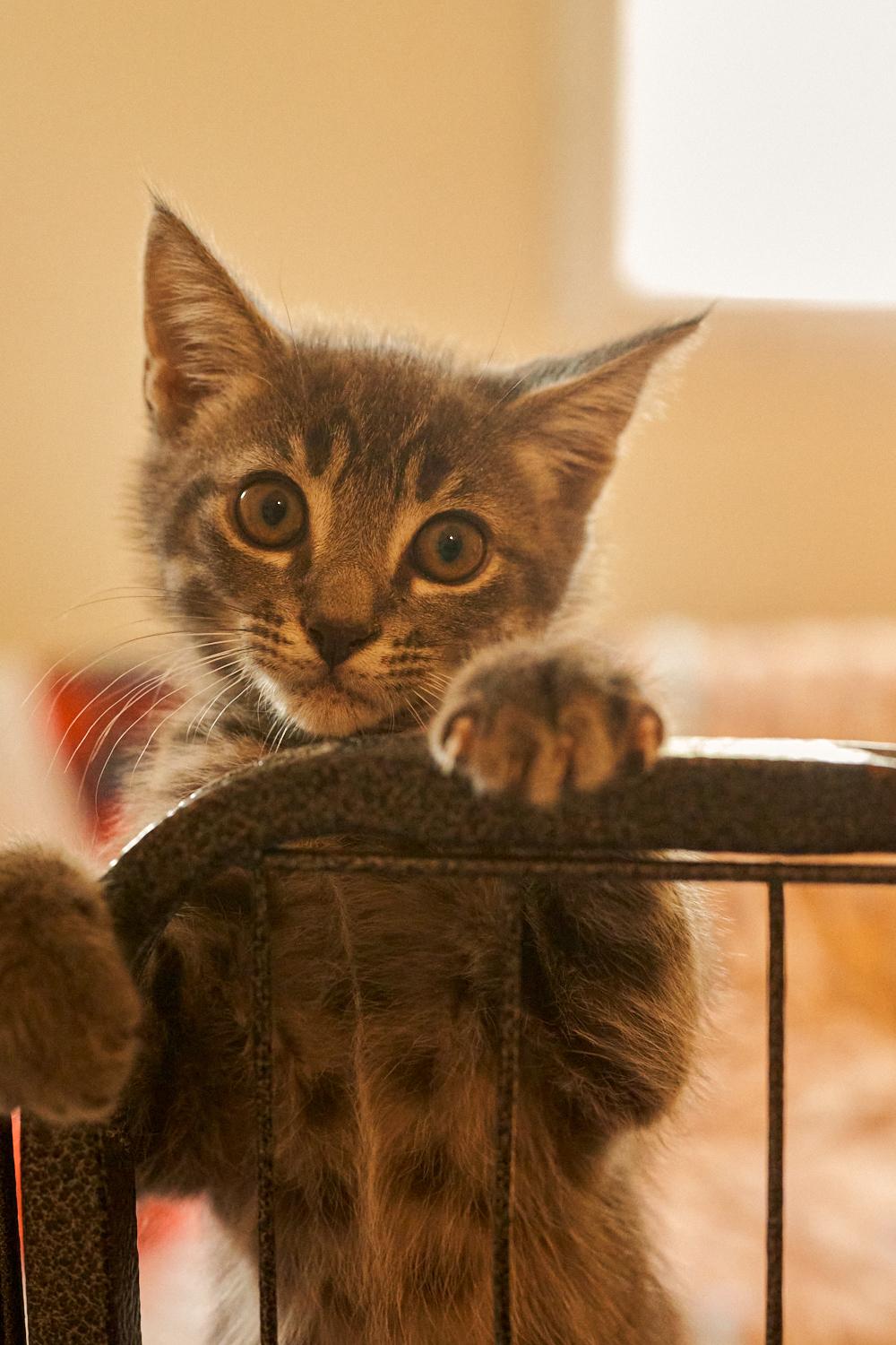 Peach, a ADOPTABLE Domestic Short Hair in Floyd, VA image 4/4