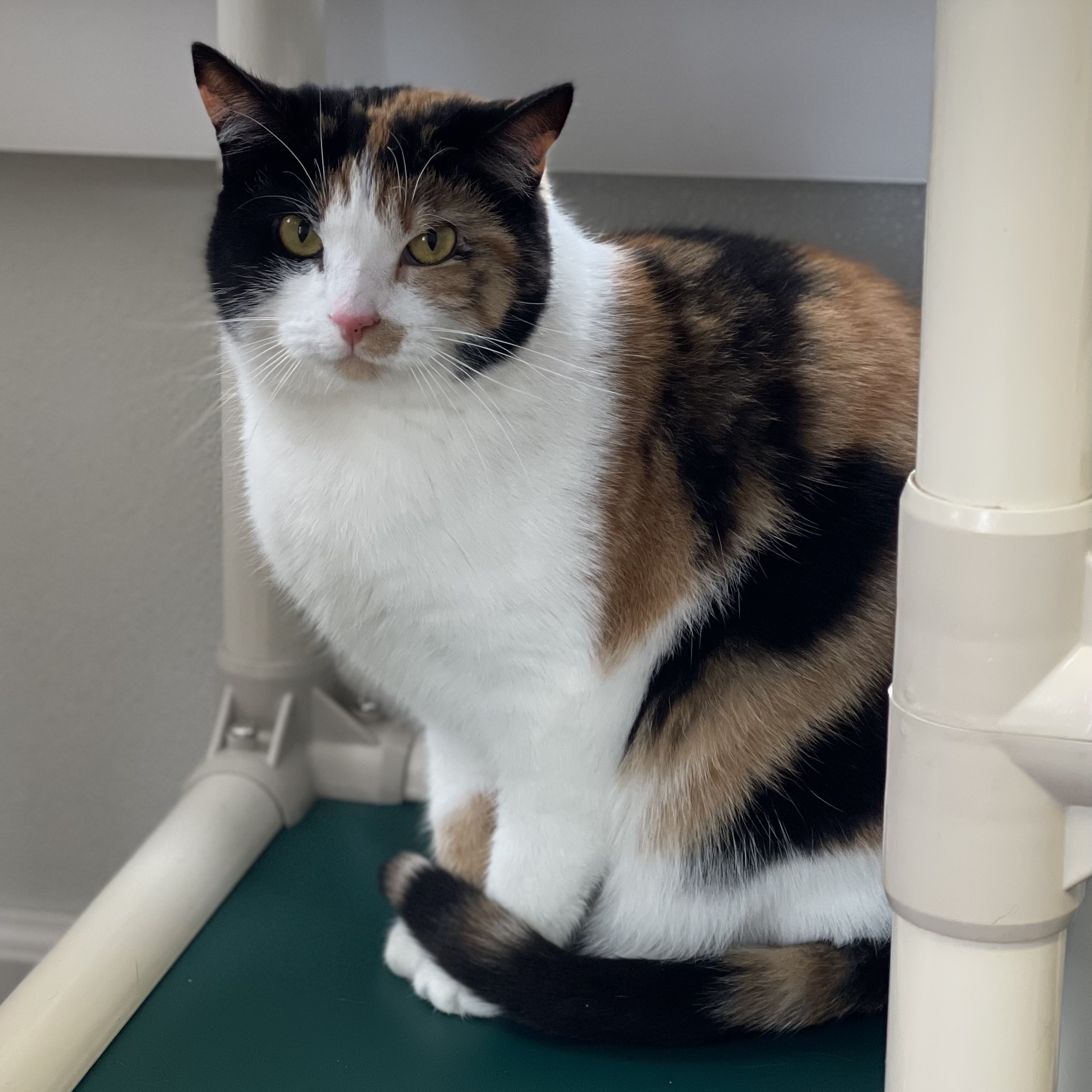 Enlarge Lucille, a Adoptable mixed breed in Greensburg, PA image 4/6