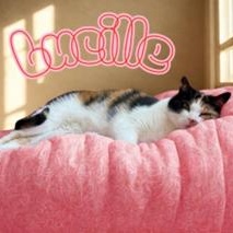 Lucille, Adoptable, Adult Female Domestic Short Hair & Calico.
