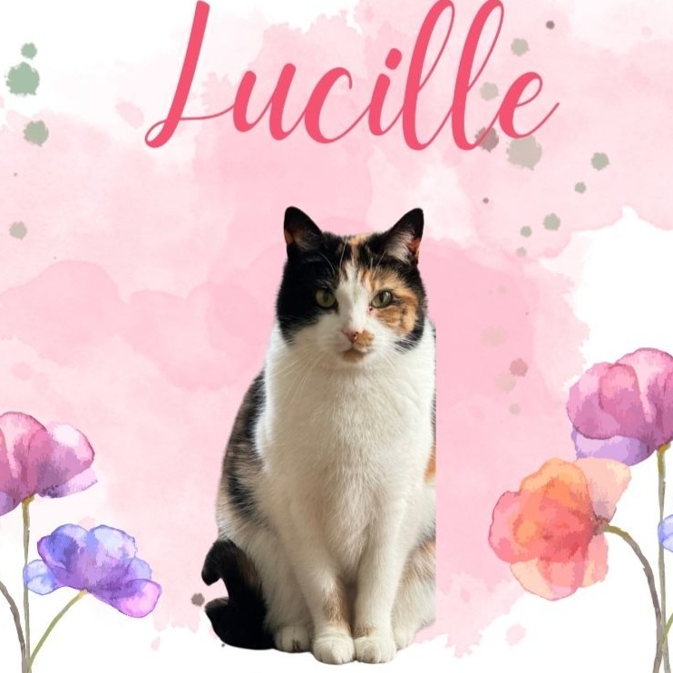 Enlarge Lucille, a Adoptable mixed breed in Greensburg, PA image 6/6