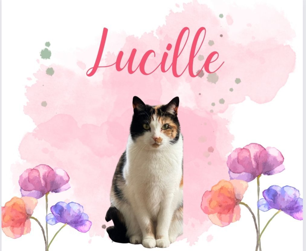 Enlarge Lucille, a Adoptable mixed breed in Greensburg, PA image 2/3