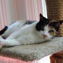 Enlarge Lucille, a Adoptable mixed breed in Greensburg, PA image 5/6