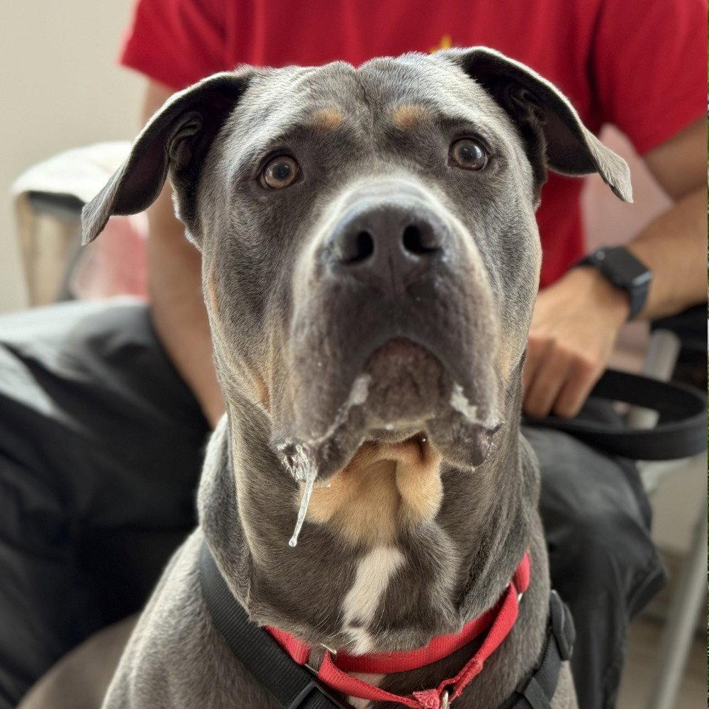Enlarge Dug, a Adoptable Cane Corso in Bloomfield, CT image 1/3
