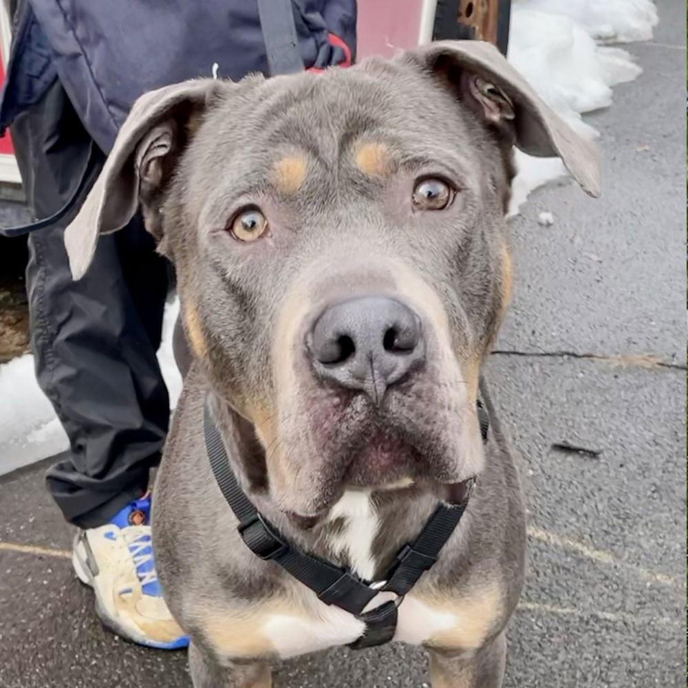 Dug, Adoptable, Adult Male Cane Corso.