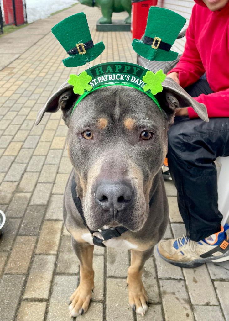 Enlarge Dug, a Adoptable Cane Corso in Bloomfield, CT image 2/3