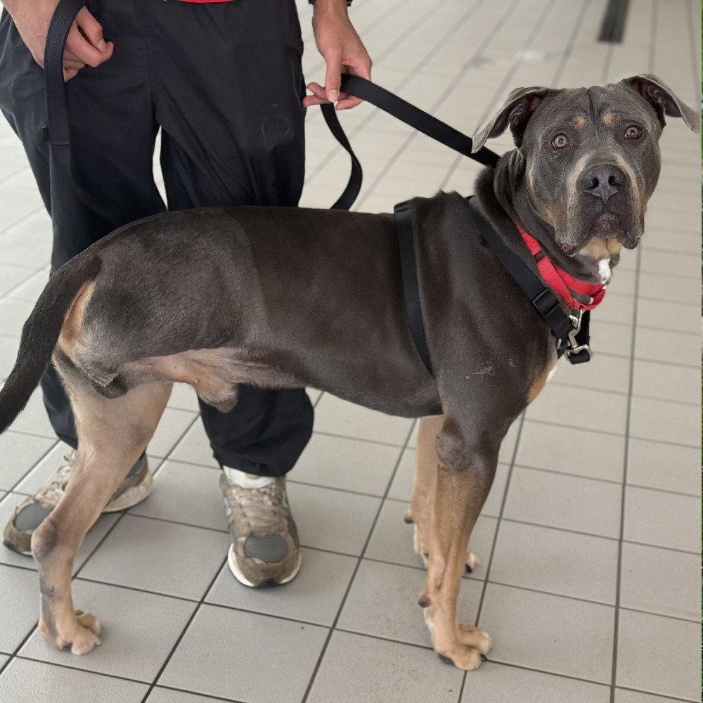 Enlarge Dug, a Adoptable Cane Corso in Bloomfield, CT image 2/3