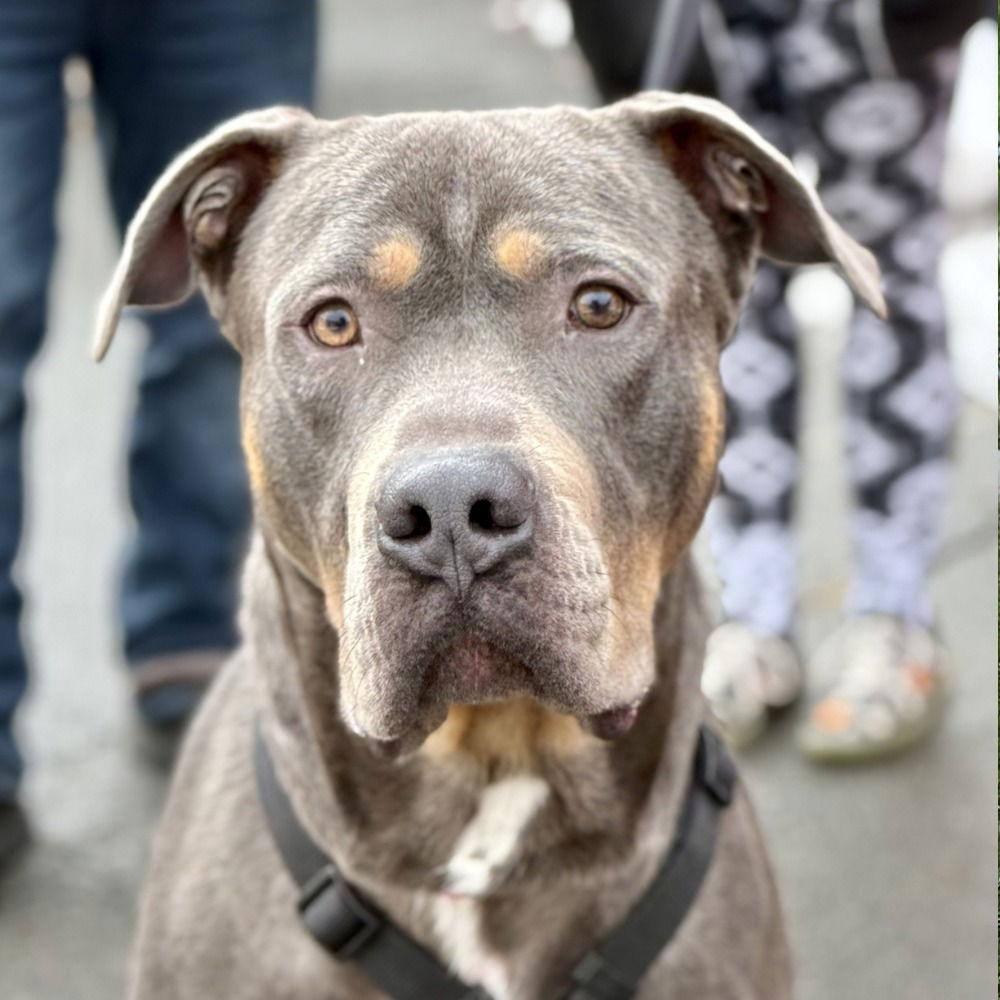 Enlarge Dug, a Adoptable Cane Corso in Bloomfield, CT image 3/3