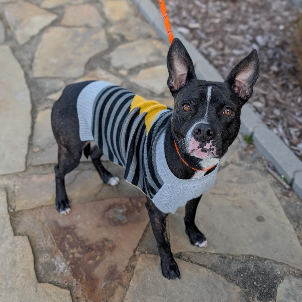 Sammi, a ADOPTABLE Mixed Breed in Cape Girardeau, MO image 1/4