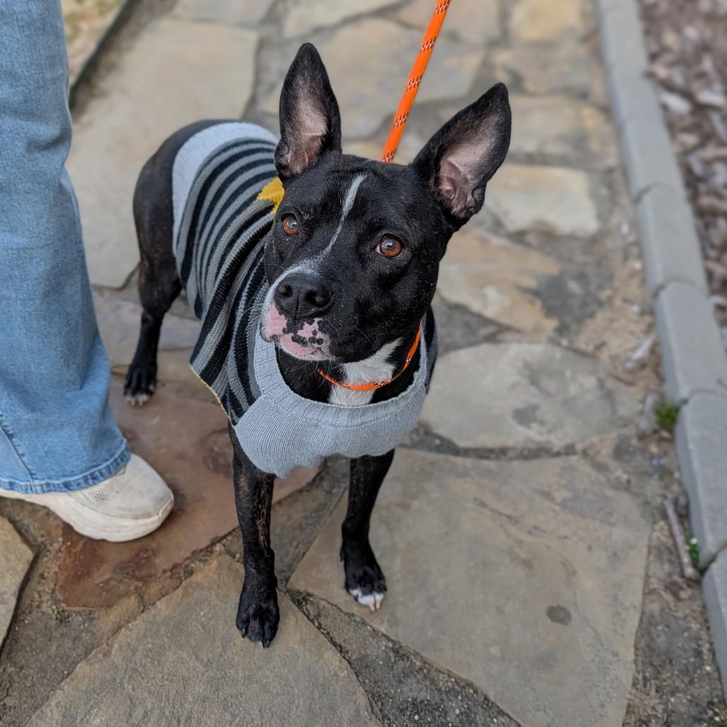 Sammi, a ADOPTABLE Mixed Breed in Cape Girardeau, MO image 3/4