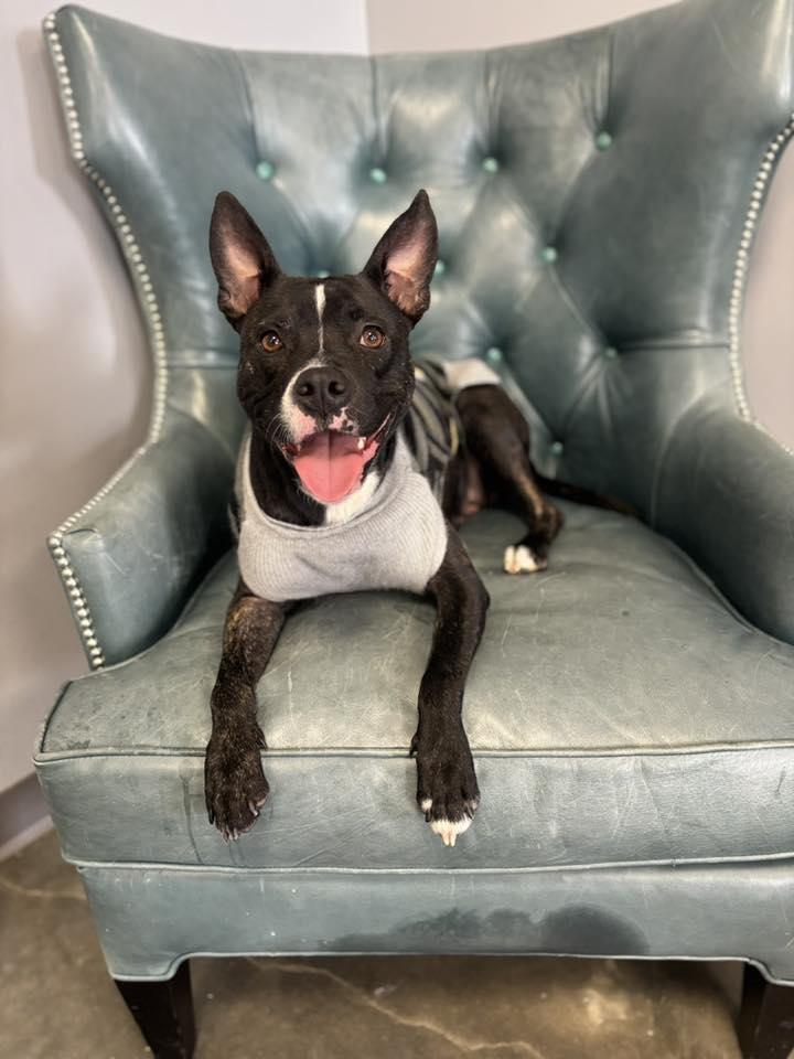 Sammi, a ADOPTABLE Mixed Breed in Cape Girardeau, MO image 2/4