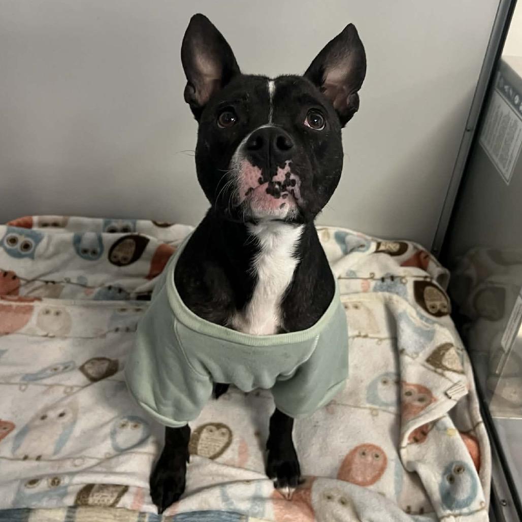 Sammi, a ADOPTABLE Mixed Breed in Cape Girardeau, MO image 4/4