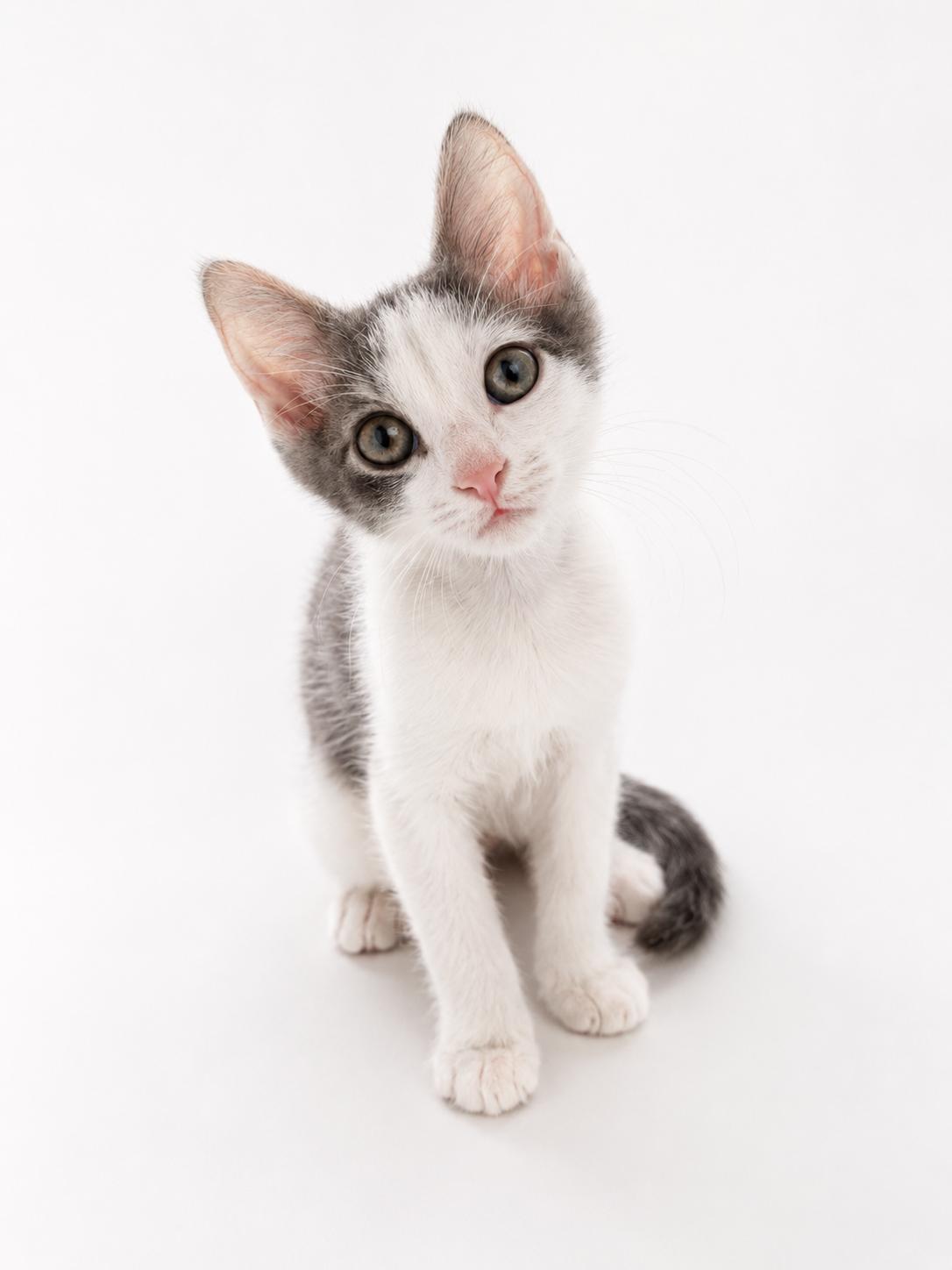 Enlarge Denali, a ADOPTABLE Domestic Short Hair in Houston, TX image 2/5