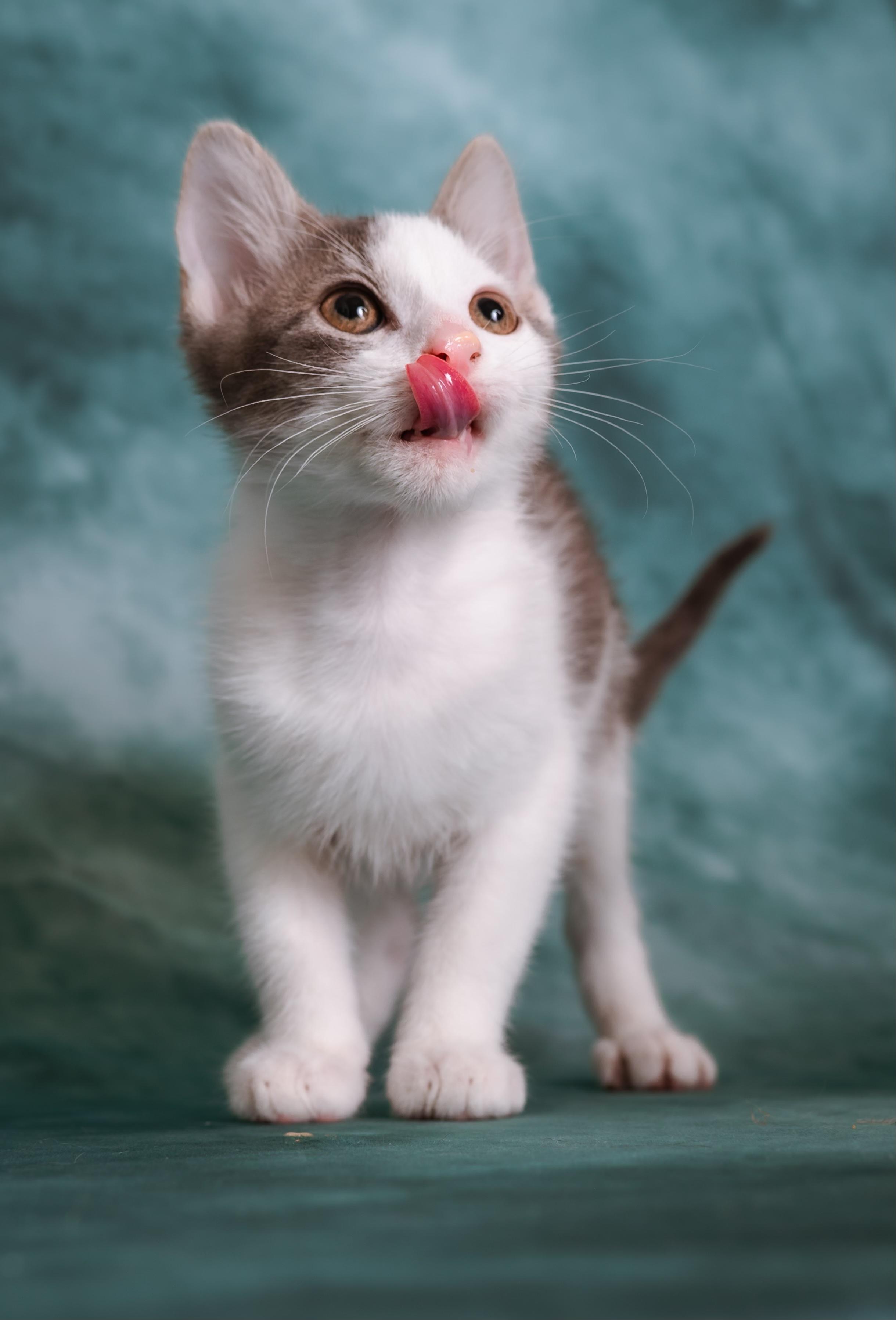 Denali, ADOPTABLE, Kitten Male Domestic Short Hair.