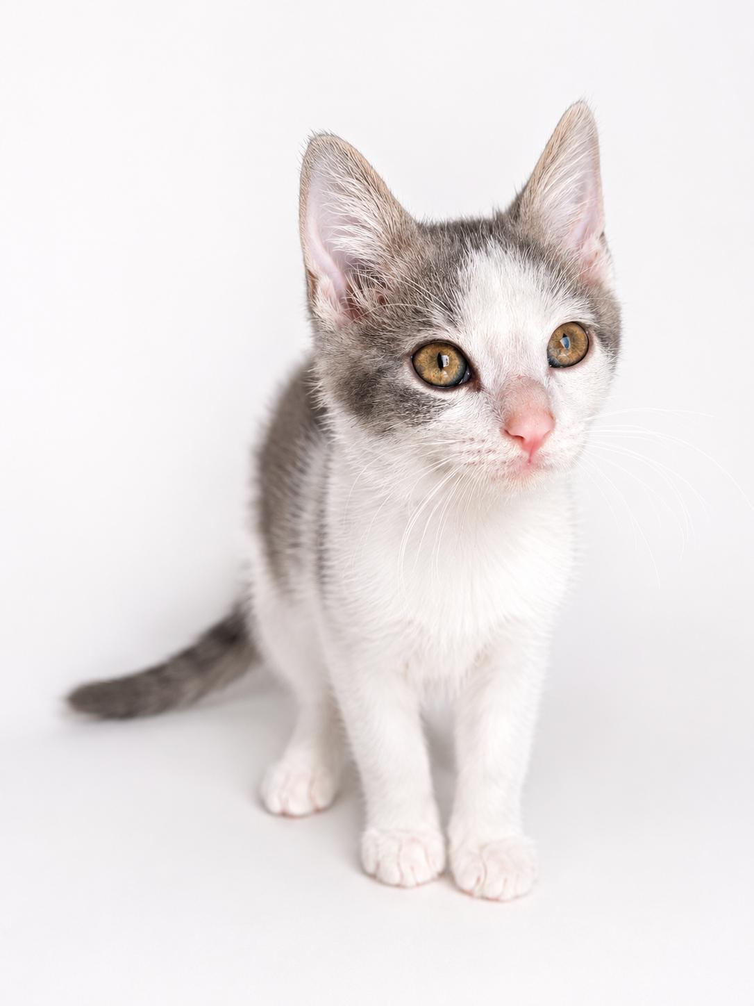 Enlarge Denali, a ADOPTABLE Domestic Short Hair in Houston, TX image 5/5