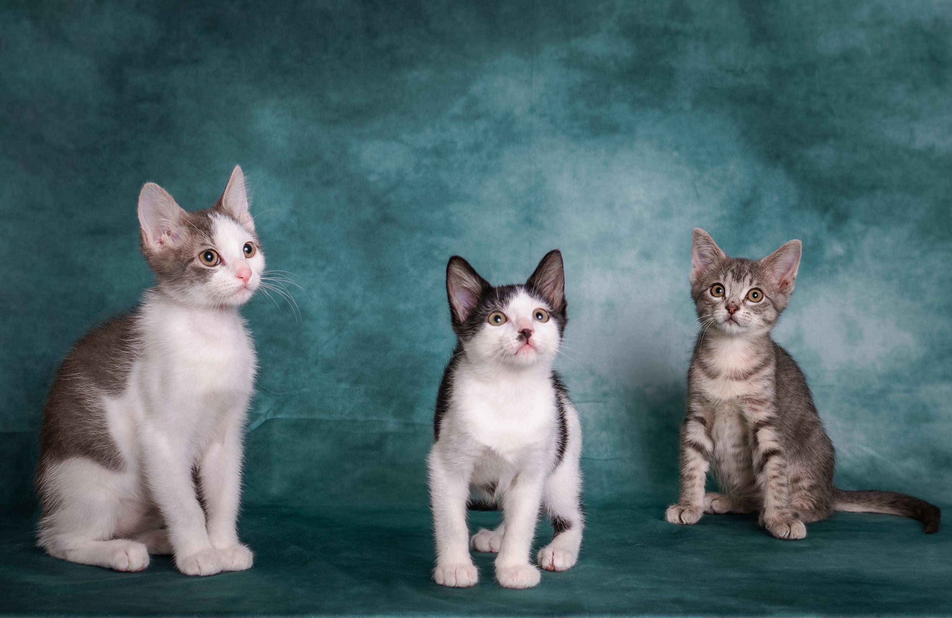 Enlarge Denali, a ADOPTABLE Domestic Short Hair in Houston, TX image 4/5
