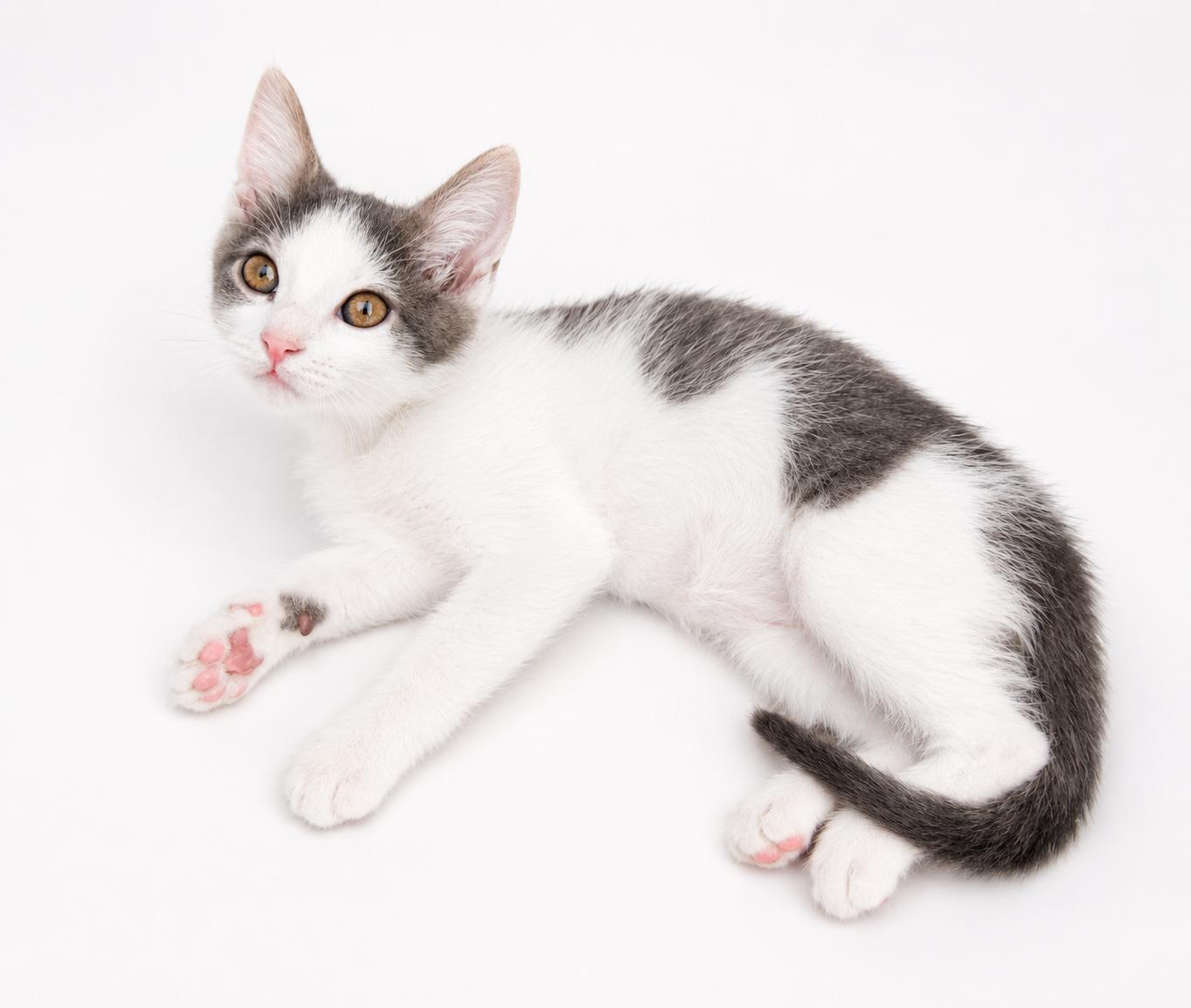 Enlarge Denali, a ADOPTABLE Domestic Short Hair in Houston, TX image 3/5