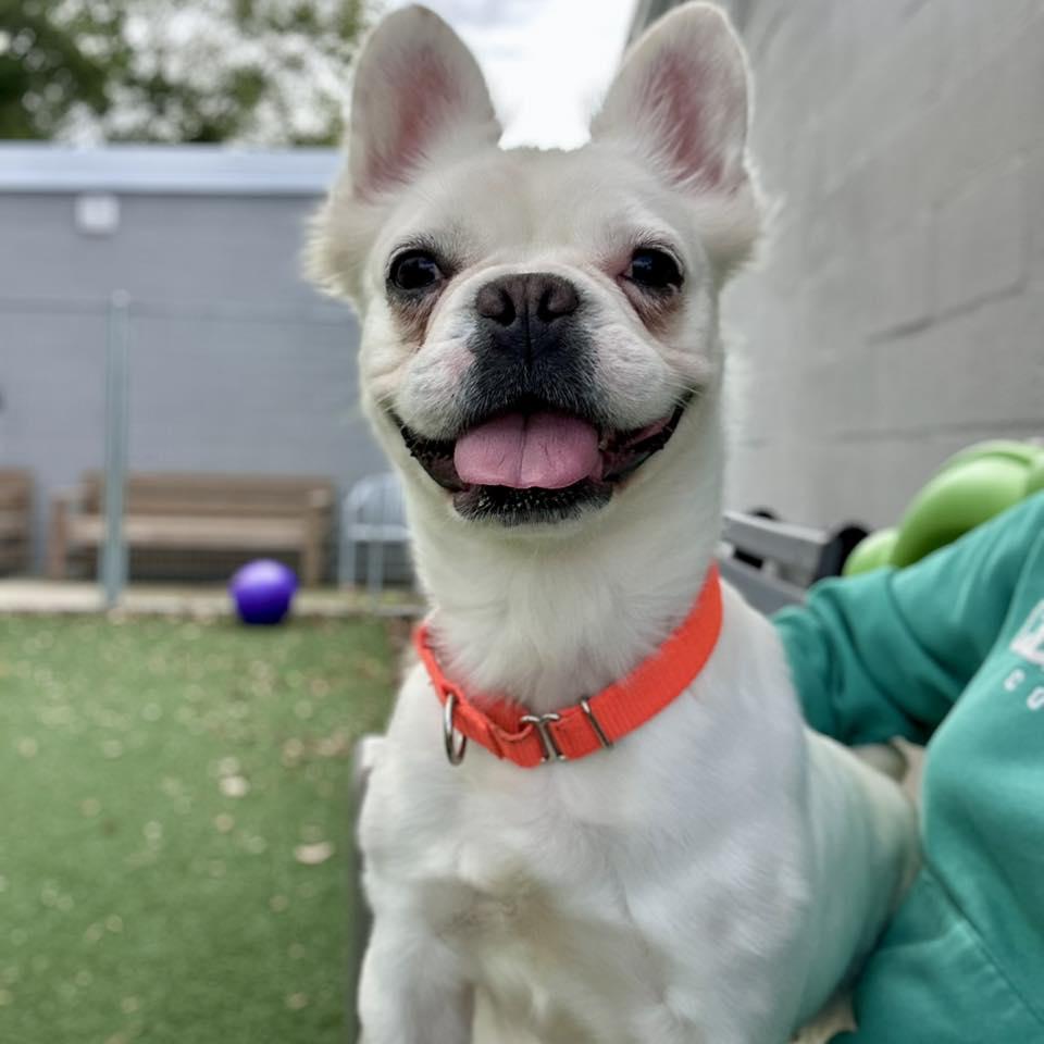 Lulu