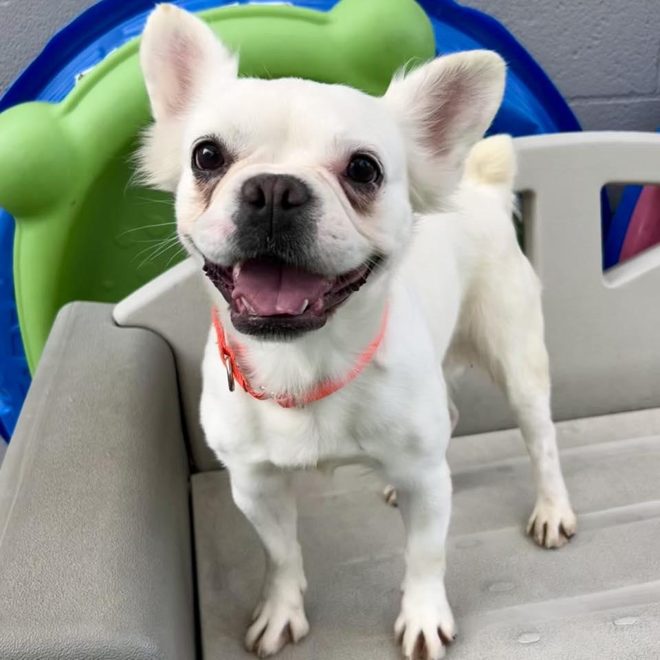 Lulu thumbnail 5