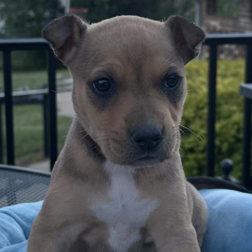 Emma, adoptable, Puppy Female Labrador Retriever & American Bulldog.