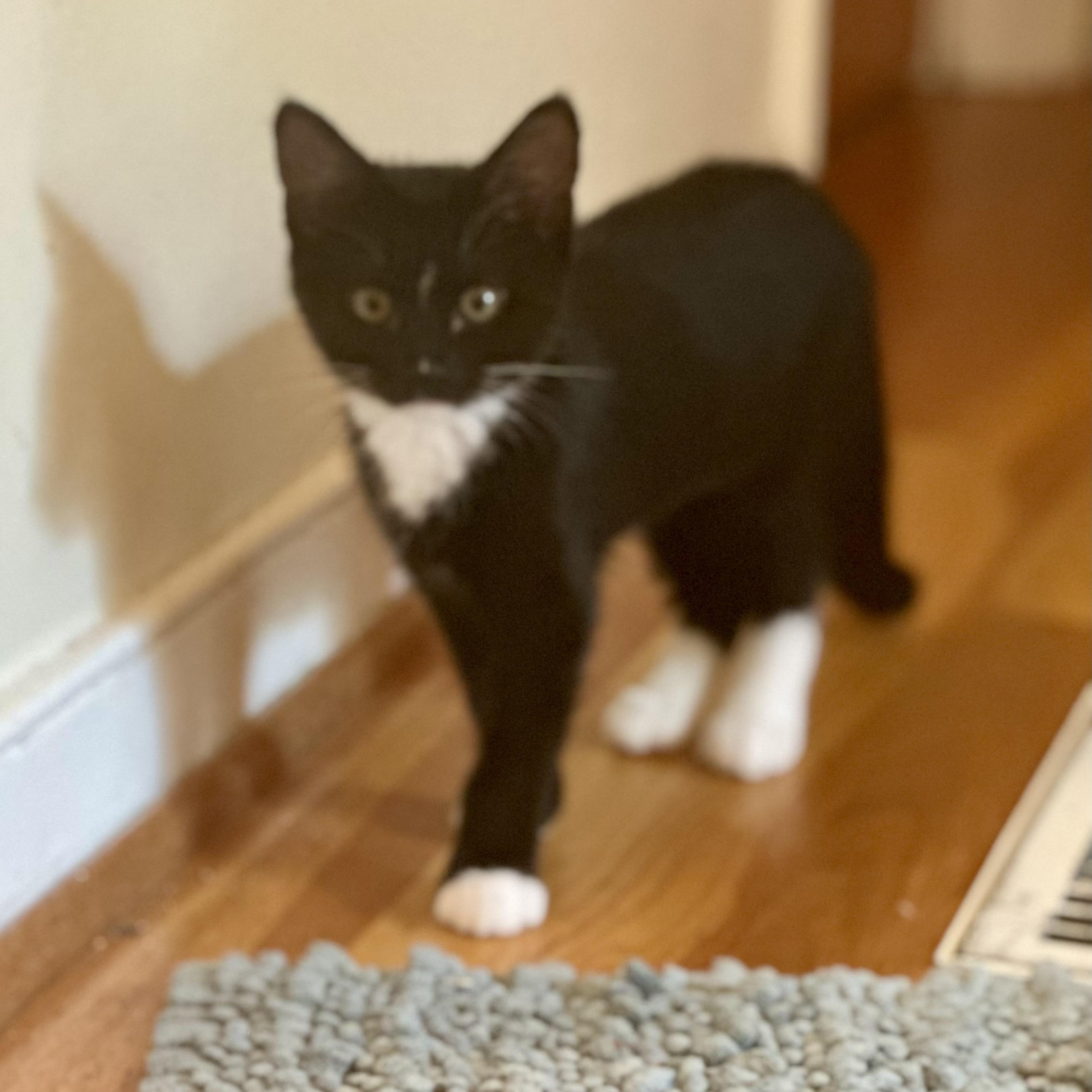 Enlarge Cosmopolitan, a Adoptable Domestic Short Hair in Richmond, VA image 2/4